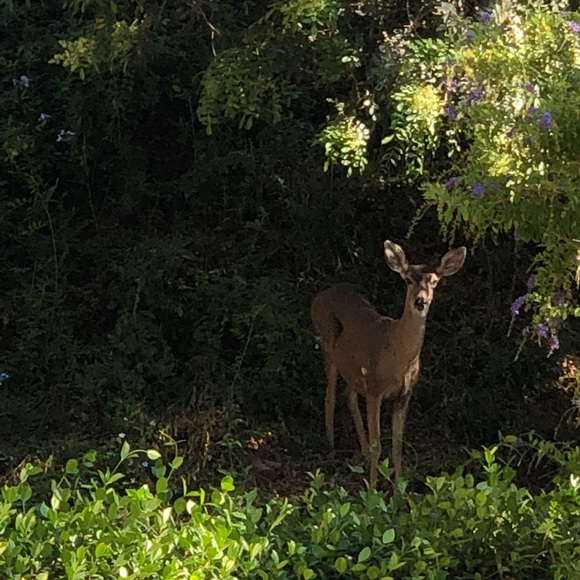 Meet your Posher, Joseline - Picture 2 of 2